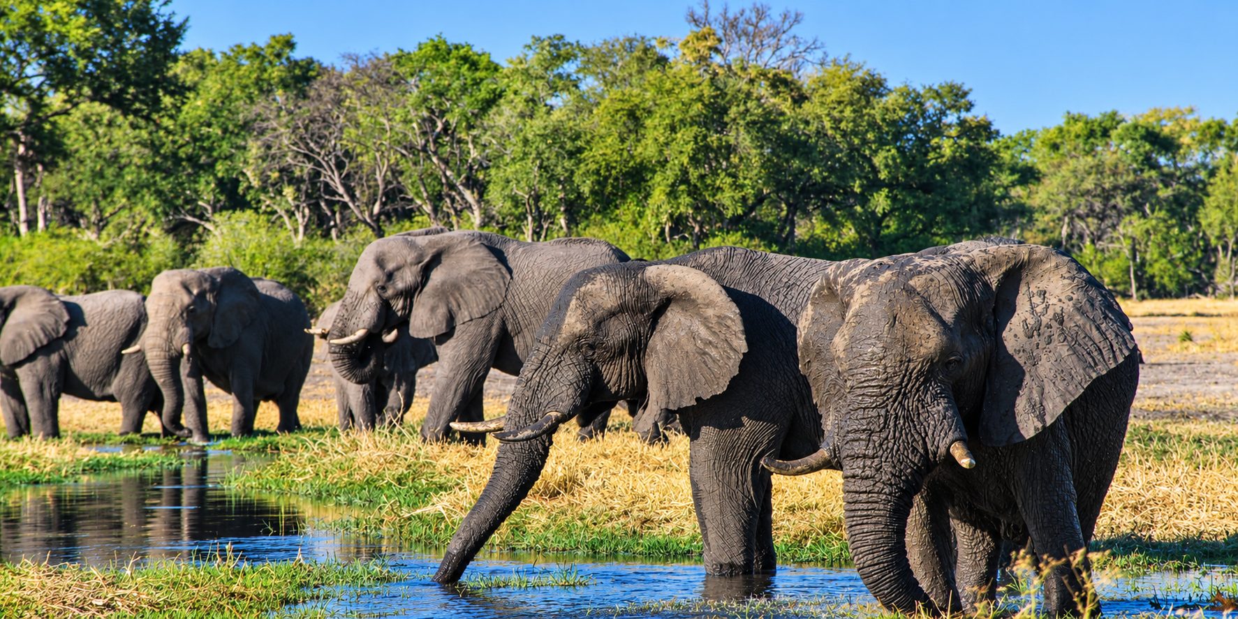 A herd of African elephants drinking at a waterhole